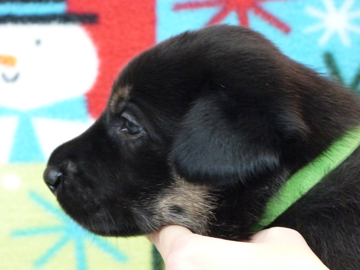 chinook puppy